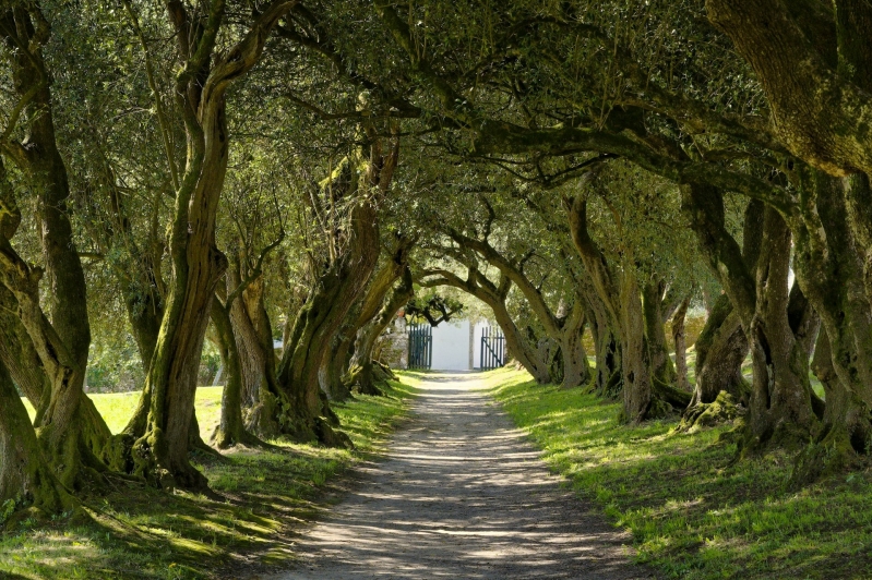 path in the forest