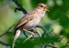 Thanking God for a birdsong awakening