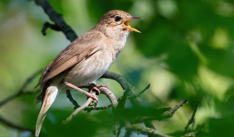 Thanking God for a birdsong awakening