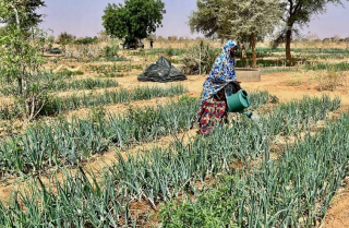 From food aid to food security: How reclaiming the Sahel desert is greening Niger and enhancing livelihoods