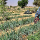 From food aid to food security: How reclaiming the Sahel desert is greening Niger and enhancing livelihoods