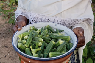 Innovative program counters physical and spiritual poverty in West Africa: improving nutrition and generating income for evangelism