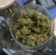 New study links marijuana to heart failure, echoing Christian medical professionals’ long-standing warnings against recreational use