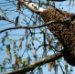 The great bee hug and the power of supportive communities
