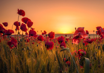 Don't let the tall poppy syndrome ruin your experience of the Kingdom of God