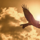 Failed self sufficiency gives way to soaring because of the Lord