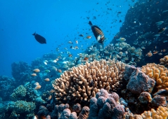 Scientists find far more climate-resilient coral reefs than previously thought