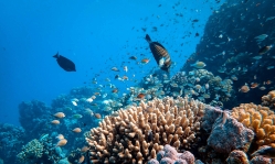 Scientists find far more climate-resilient coral reefs than previously thought