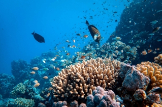 Scientists find far more climate-resilient coral reefs than previously thought